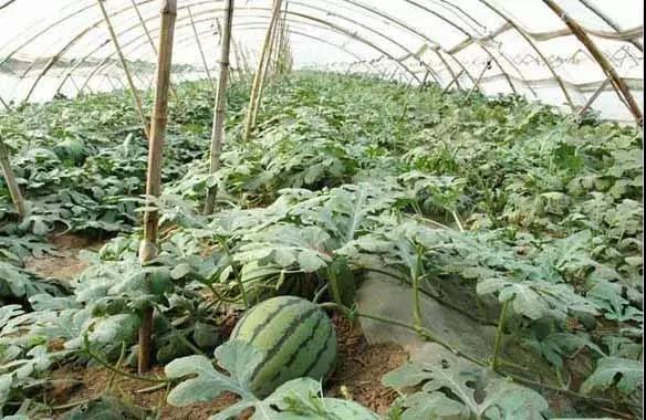 溫室栽培.jpg 溫室栽培.jpg