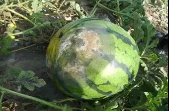 疫病.jpg 疫病.jpg