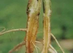 枯萎病.jpg 枯萎病.jpg