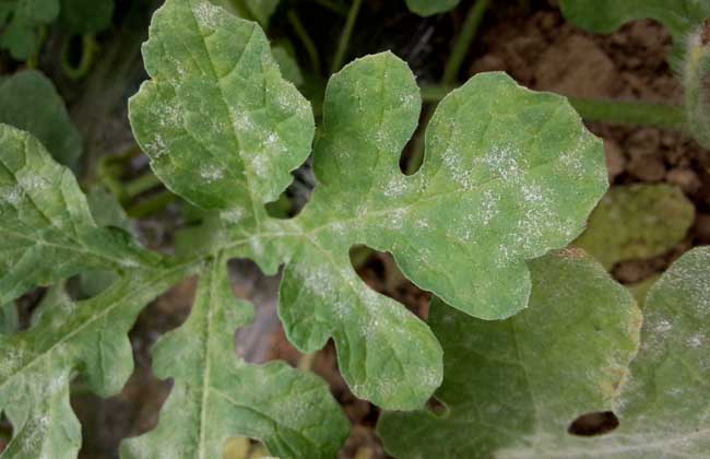 白粉病.jpg 白粉病.jpg