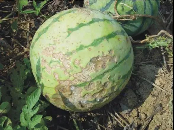 炭疽病.jpg 炭疽病.jpg