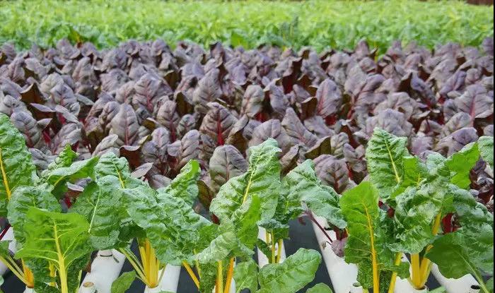 平式管道培.jpg 平式管道培.jpg