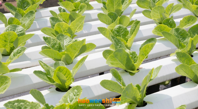 水培菠菜.jpg 水培菠菜.jpg