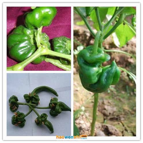 辣椒畸形果.jpg 辣椒畸形果.jpg
