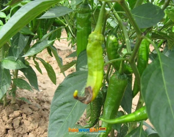 辣椒病毒病.jpg 辣椒病毒病.jpg