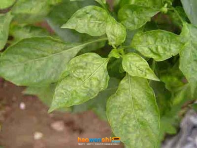 辣椒病毒病2.jpg 辣椒病毒病2.jpg