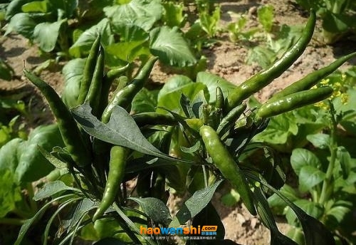 辣椒樹.jpg 辣椒樹.jpg