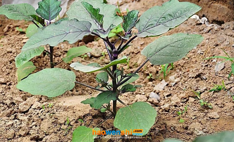 茄子苗.jpg 茄子苗.jpg