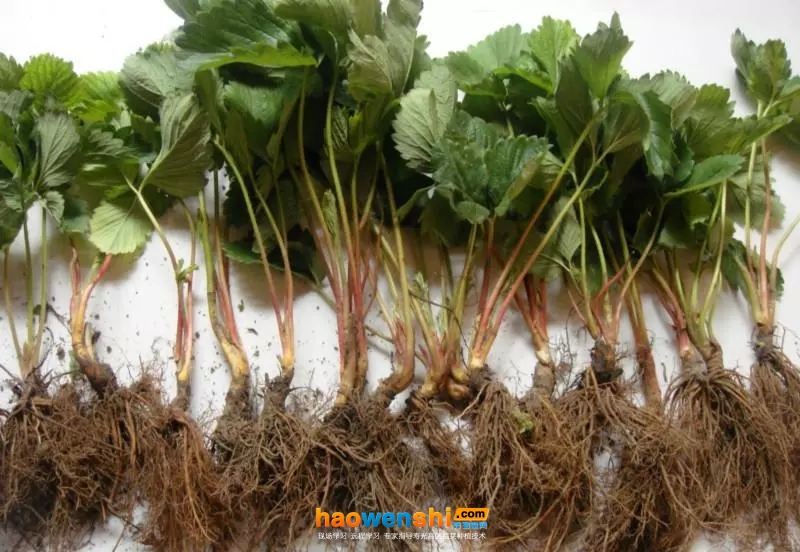 蔬菜根系.jpg 蔬菜根系.jpg