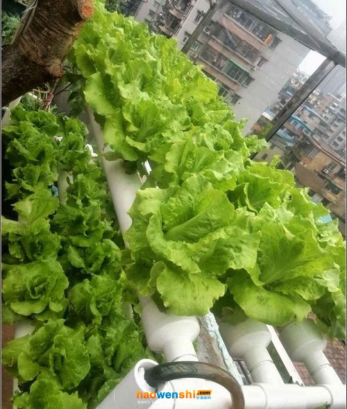 水培生菜.jpg 水培生菜.jpg