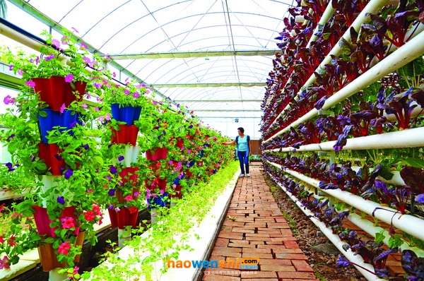 無土栽培花卉.jpg 無土栽培花卉.jpg