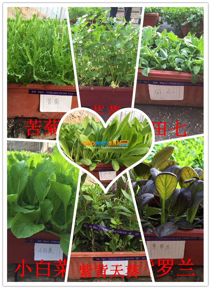 盆栽蔬菜.jpg 盆栽蔬菜.jpg