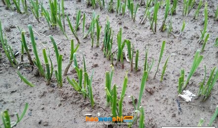 沙培韭菜.jpg 沙培韭菜.jpg