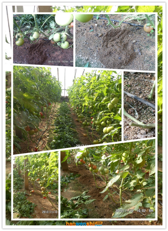 沙培西紅柿 .jpg 沙培西紅柿 .jpg