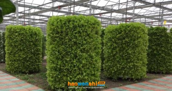 立柱式轉(zhuǎn)筒無土栽培.jpg 立柱式轉(zhuǎn)筒無土栽培.jpg