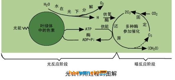 光合作用.jpg 光合作用.jpg