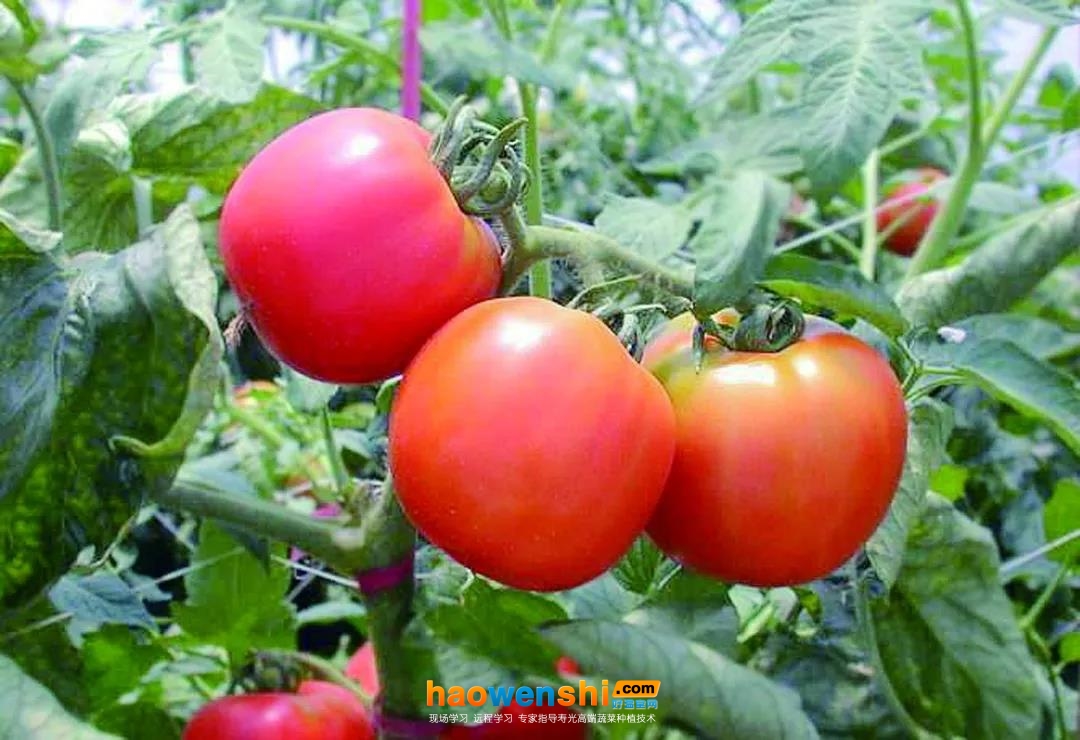 西紅柿.jpg 西紅柿.jpg