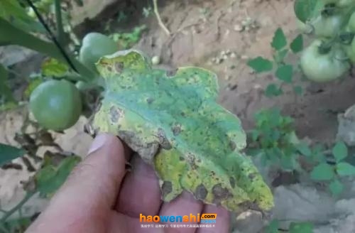 番茄早疫病.jpg 番茄早疫病.jpg