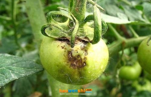 灰霉病.jpg 灰霉病.jpg