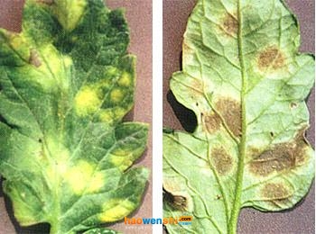 西紅柿葉霉病.jpg 西紅柿葉霉病.jpg