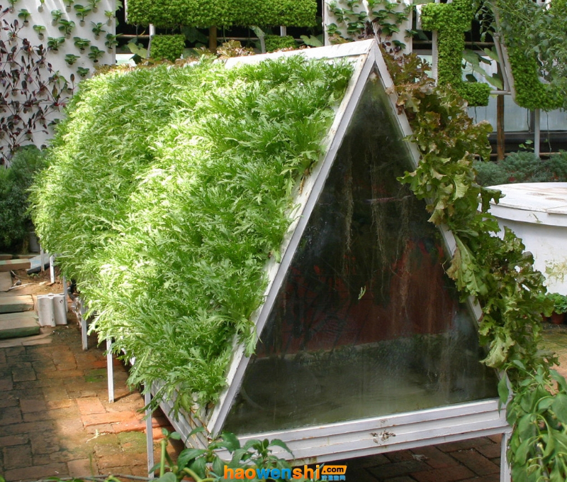 氣霧栽培.jpg 氣霧栽培.jpg