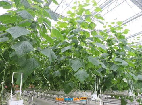 巖棉椰糠復合基質栽培.jpg 巖棉椰糠復合基質栽培.jpg