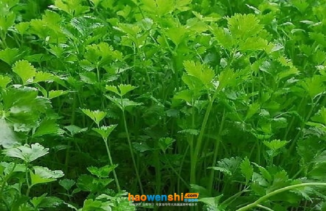 香菜.jpg 香菜.jpg