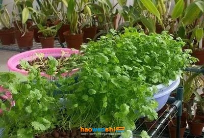 基質(zhì)培香菜.jpg 基質(zhì)培香菜.jpg