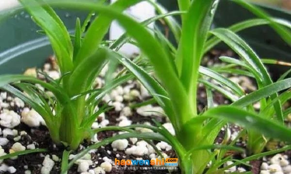 鳳梨種苗.jpg 鳳梨種苗.jpg