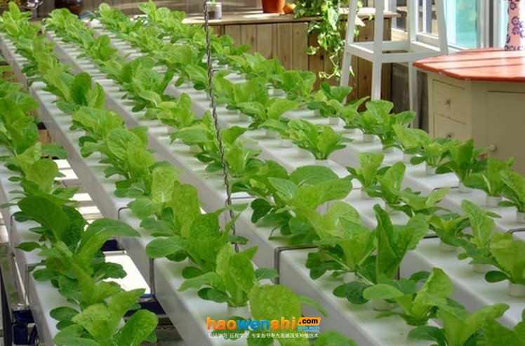 營養(yǎng)液膜技術(shù).jpg 營養(yǎng)液膜技術(shù).jpg