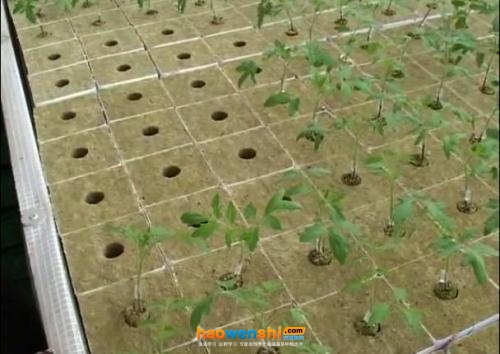 巖棉栽培.jpg 巖棉栽培.jpg