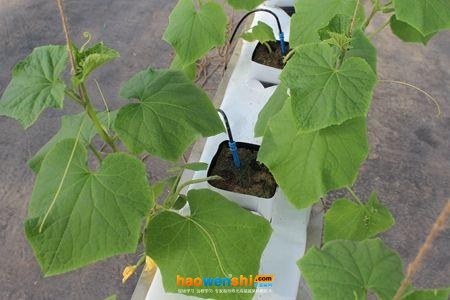 巖棉栽培.jpg 巖棉栽培.jpg