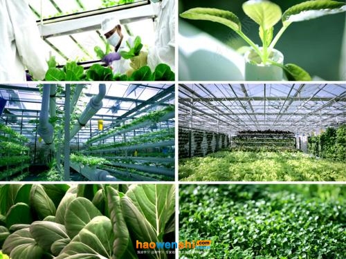 水培蔬菜.jpg 水培蔬菜.jpg