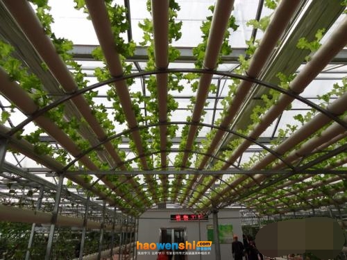 管道水培.jpg 管道水培.jpg