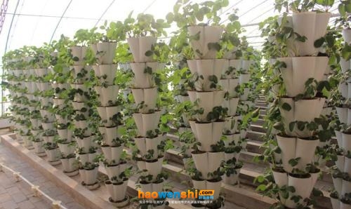 立體栽培.jpg 立體栽培.jpg