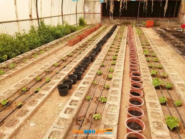 在沙漠中做無(wú)土栽培.jpg 在沙漠中做無(wú)土栽培.jpg