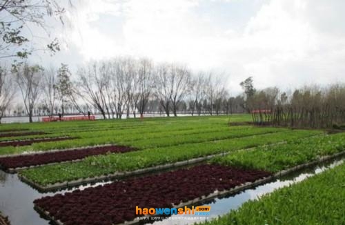 水上有機(jī)蔬菜種植.jpg 水上有機(jī)蔬菜種植.jpg