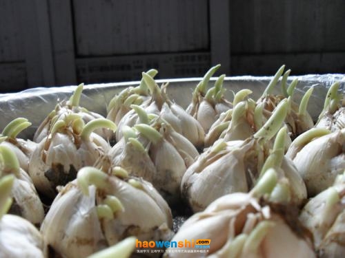 排蒜.jpg 排蒜.jpg