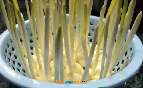 水培蒜黃.jpg 水培蒜黃.jpg