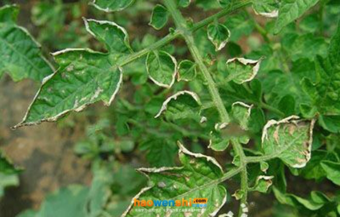 番茄葉片燒邊.jpg 番茄葉片燒邊.jpg