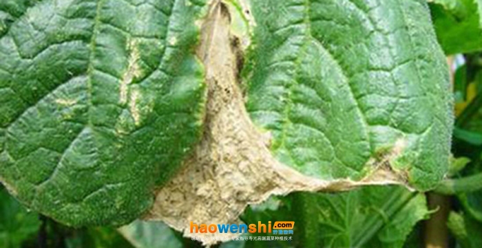 黃瓜葉燒邊.jpg 黃瓜葉燒邊.jpg