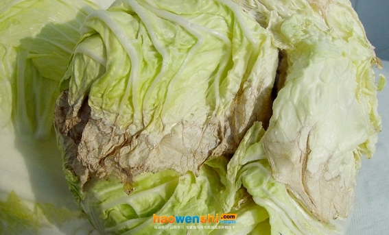 白菜缺鈣2.jpg 白菜缺鈣2.jpg