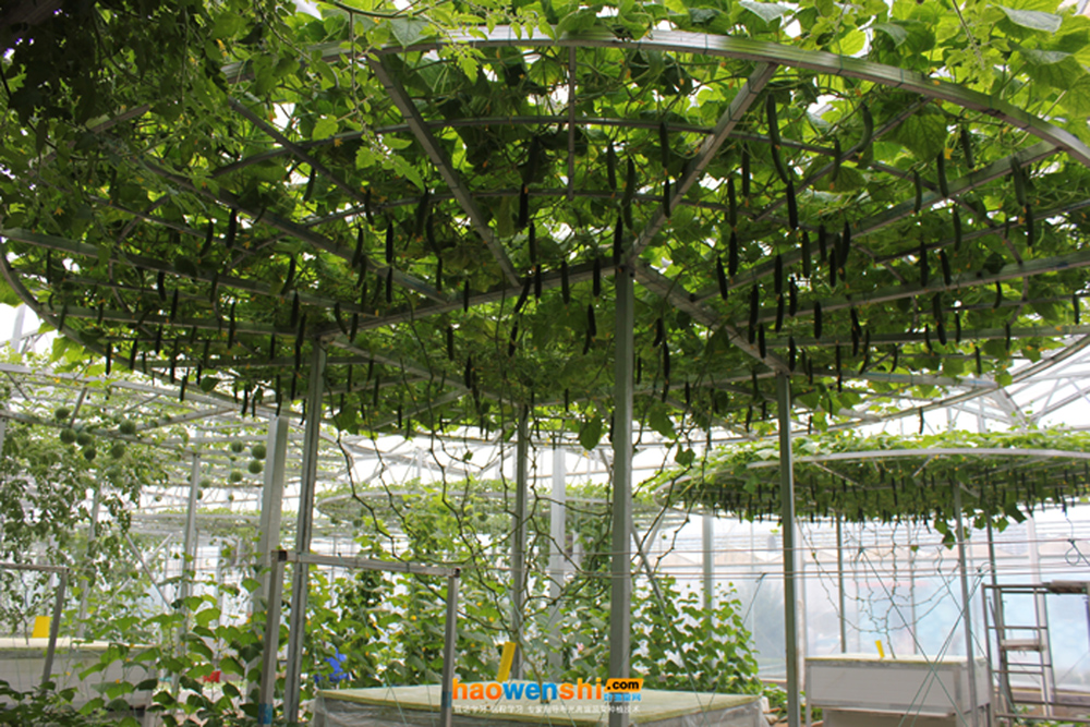 樹型栽培.jpg 樹型栽培.jpg