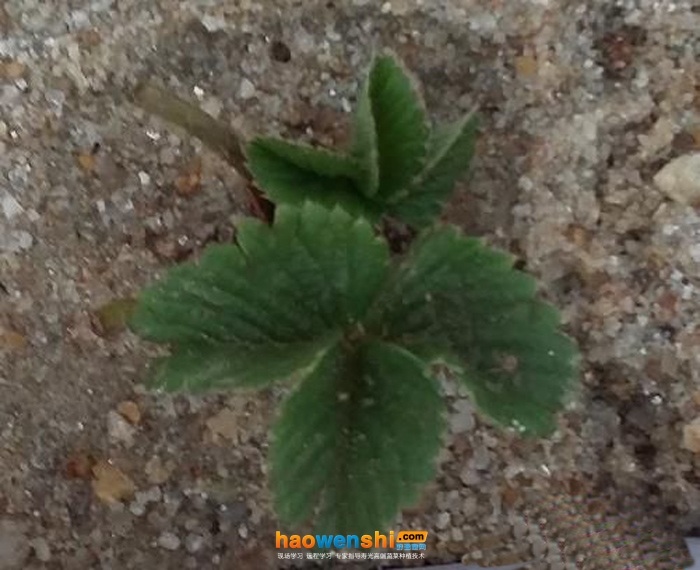 沙培草莓.jpg 沙培草莓.jpg