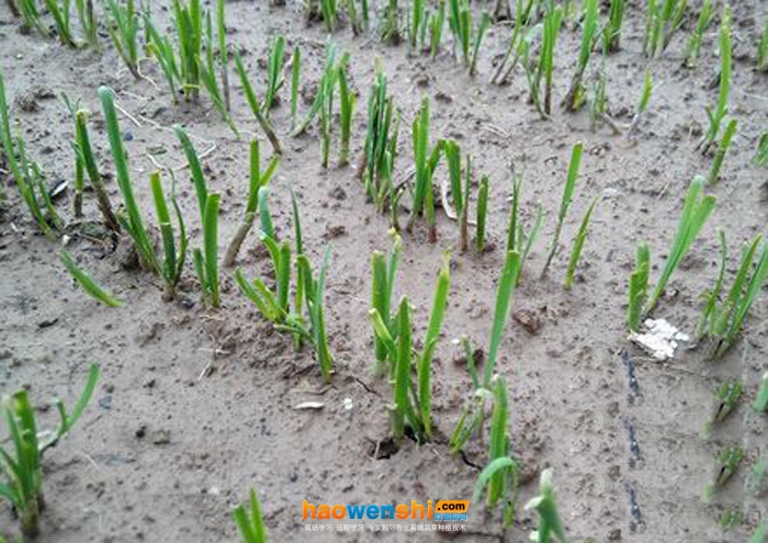 沙培韭菜.jpg 沙培韭菜.jpg
