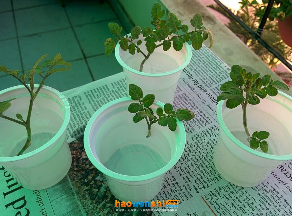 水培西紅柿.jpg 水培西紅柿.jpg