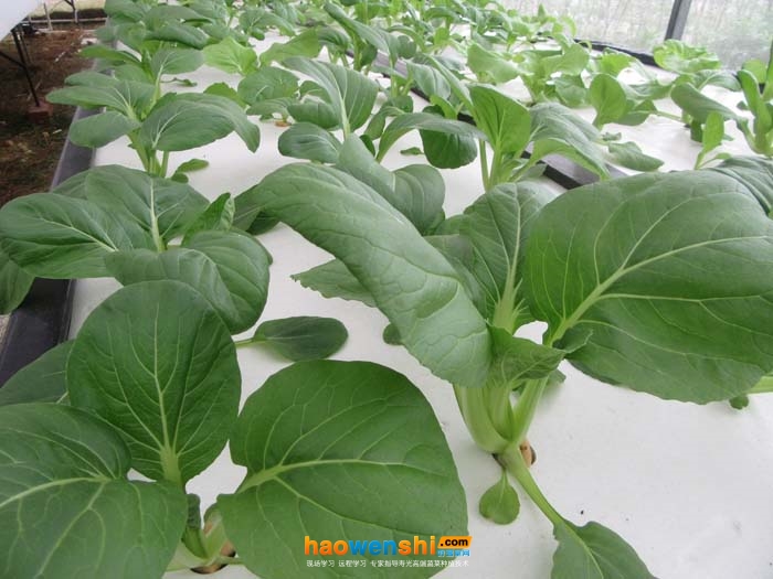 水培小白菜.jpg 水培小白菜.jpg