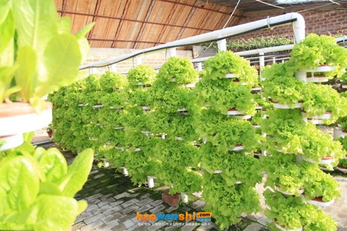 水培生菜.jpg 水培生菜.jpg