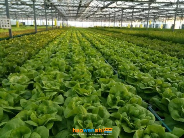 水培蔬菜.jpg 水培蔬菜.jpg