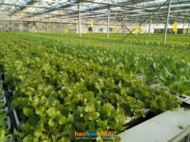 水培.jpg 水培.jpg